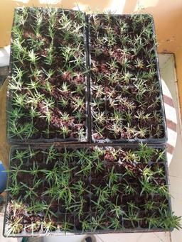 Rosemary Seedlings0